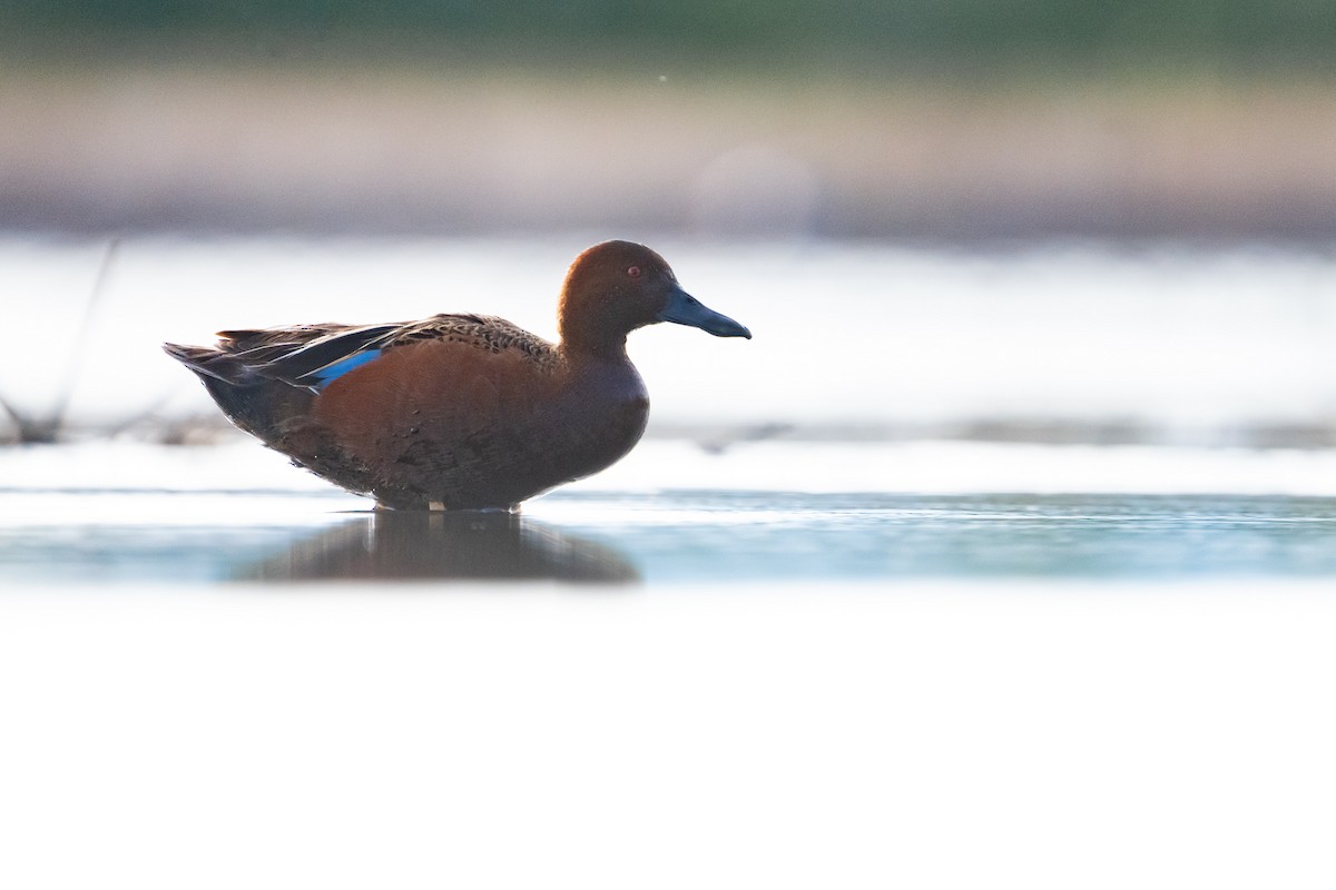 Cinnamon Teal - ML455241891