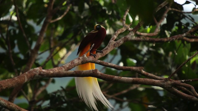 Lesser Bird-of-Paradise - ML455243