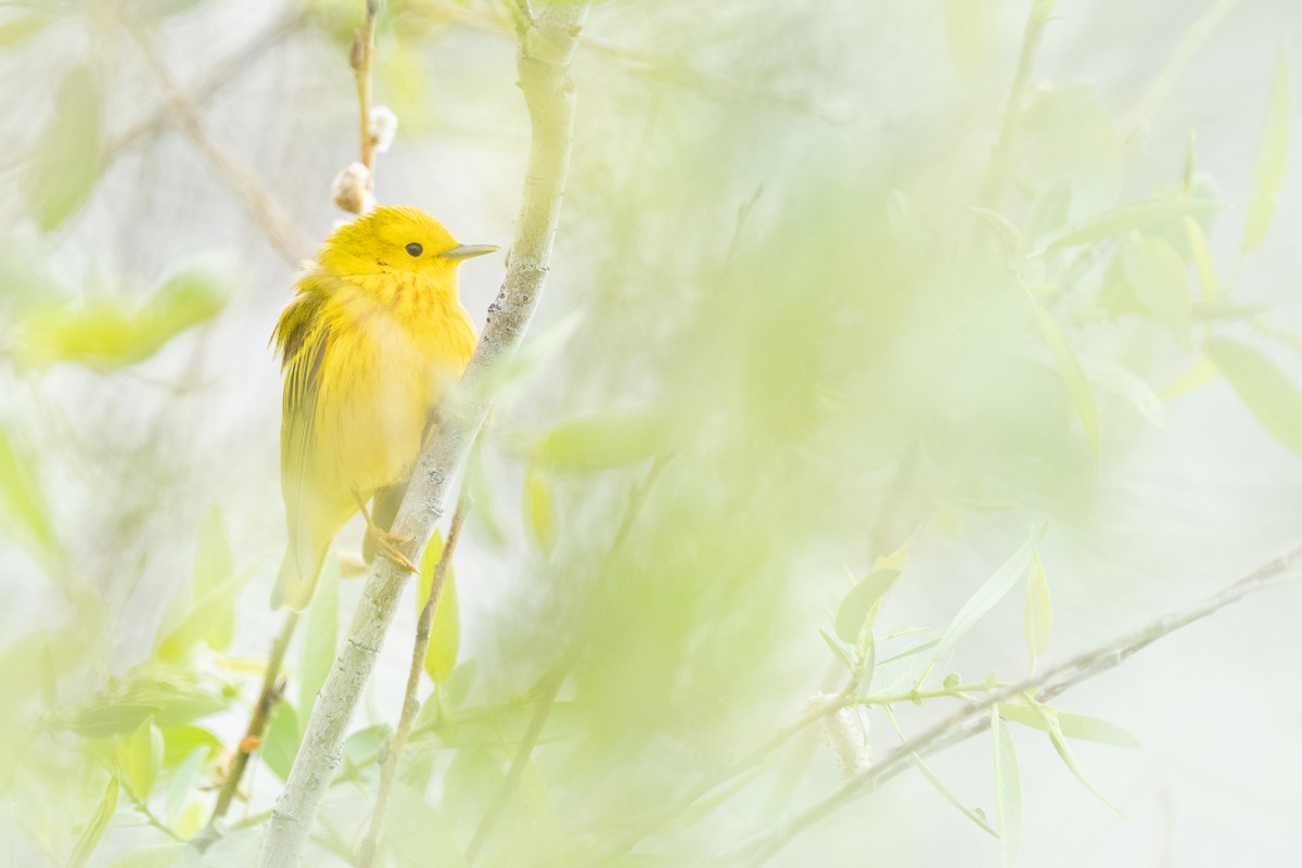 Paruline jaune - ML455243321