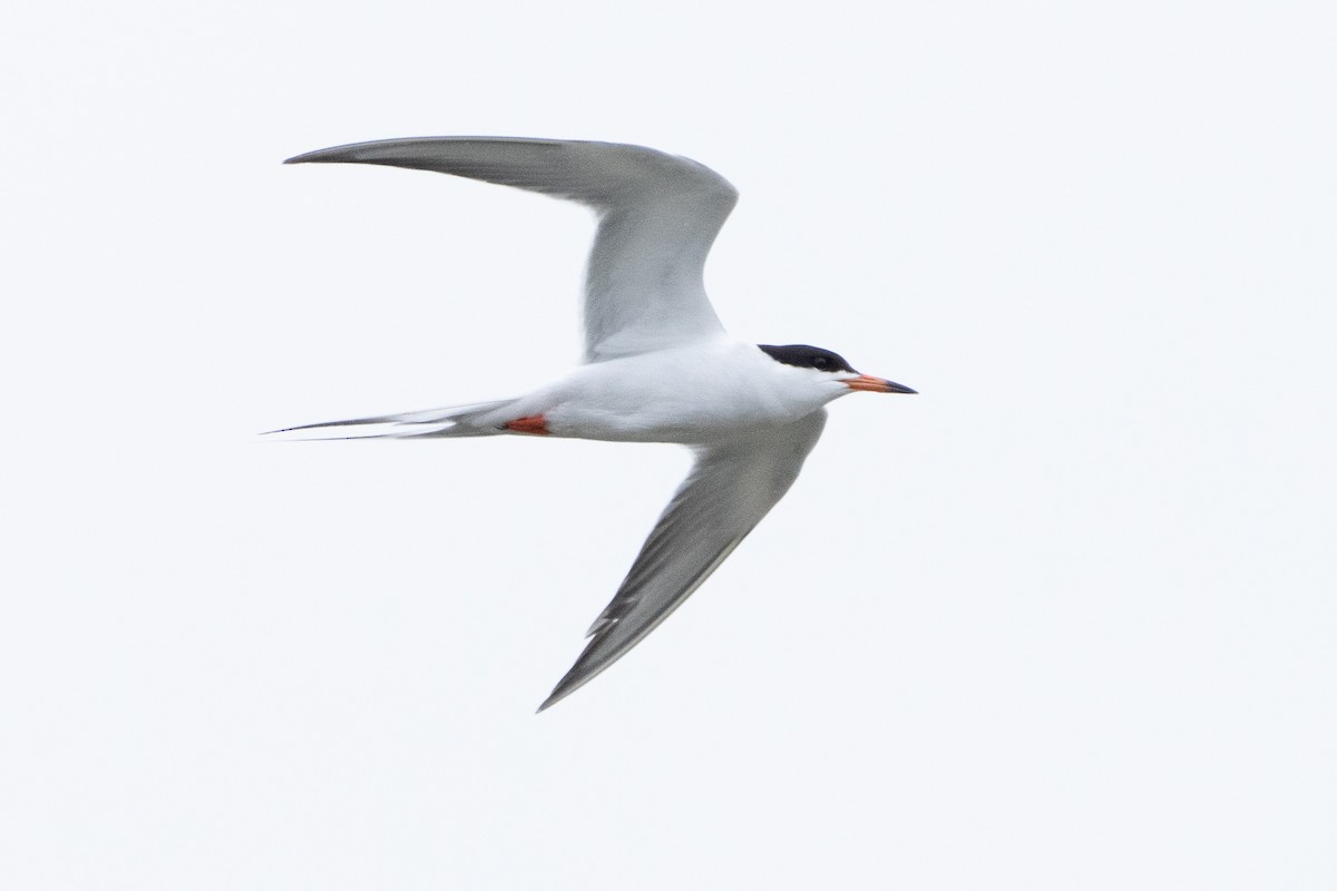 Forster's Tern - ML455243471