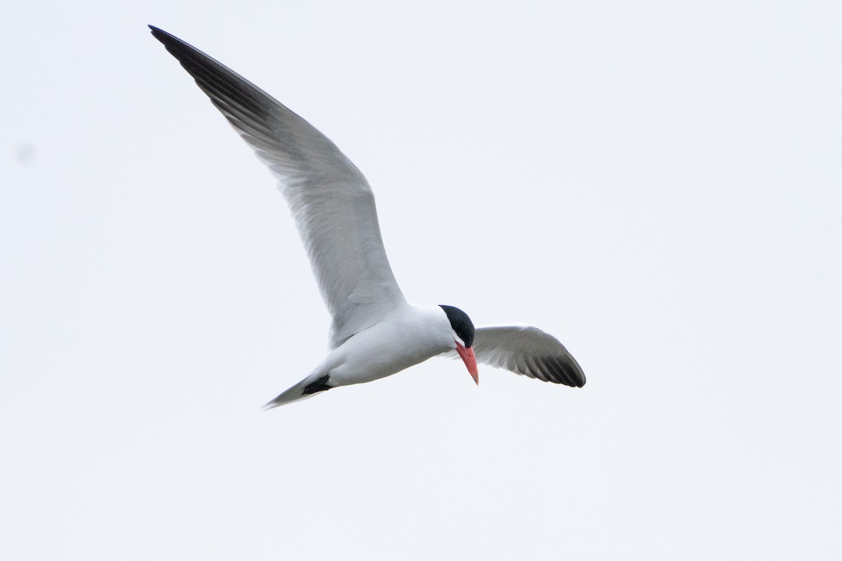 Caspian Tern - Elliott Bury