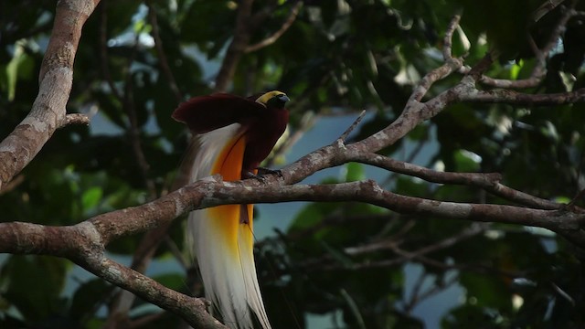 Lesser Bird-of-Paradise - ML455244