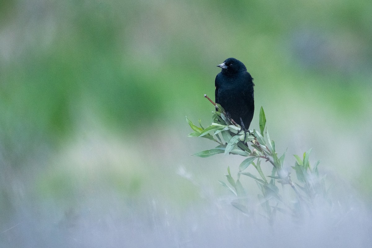 Red-winged Blackbird - Elliott Bury