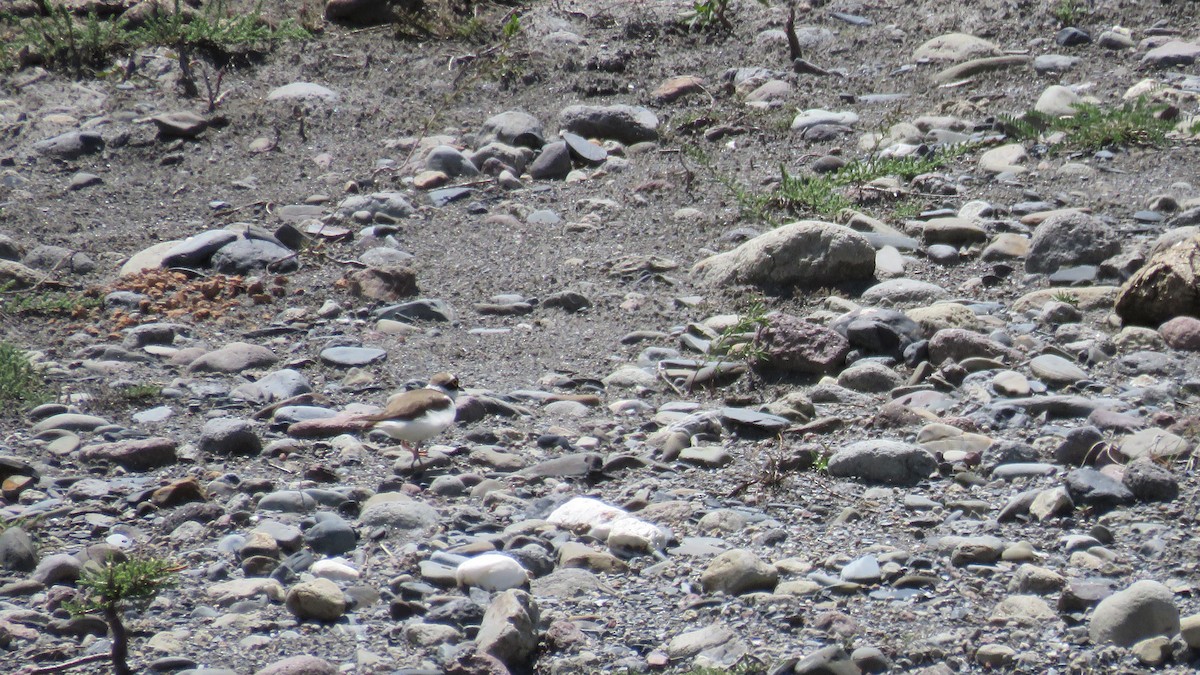 Little Ringed Plover - ML455244271