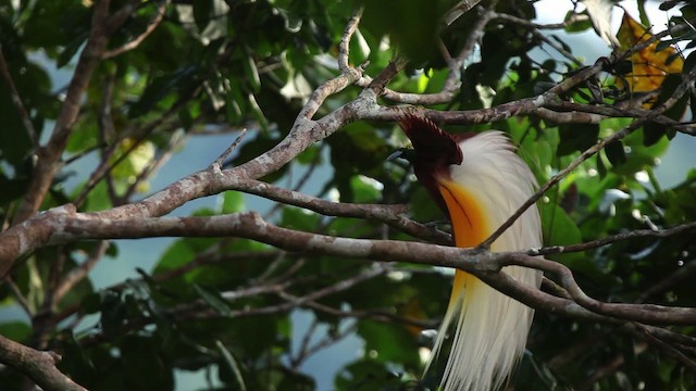 Lesser Bird-of-Paradise - ML455245