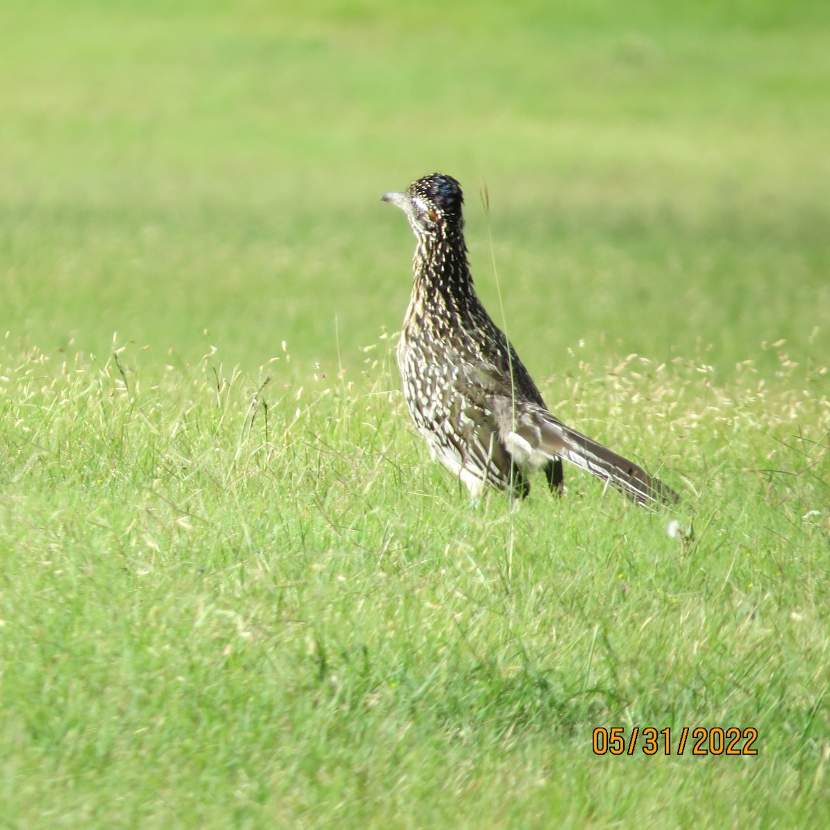 Greater Roadrunner - ML455245911