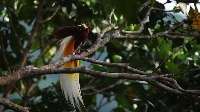 Lesser Bird-of-Paradise - ML455246