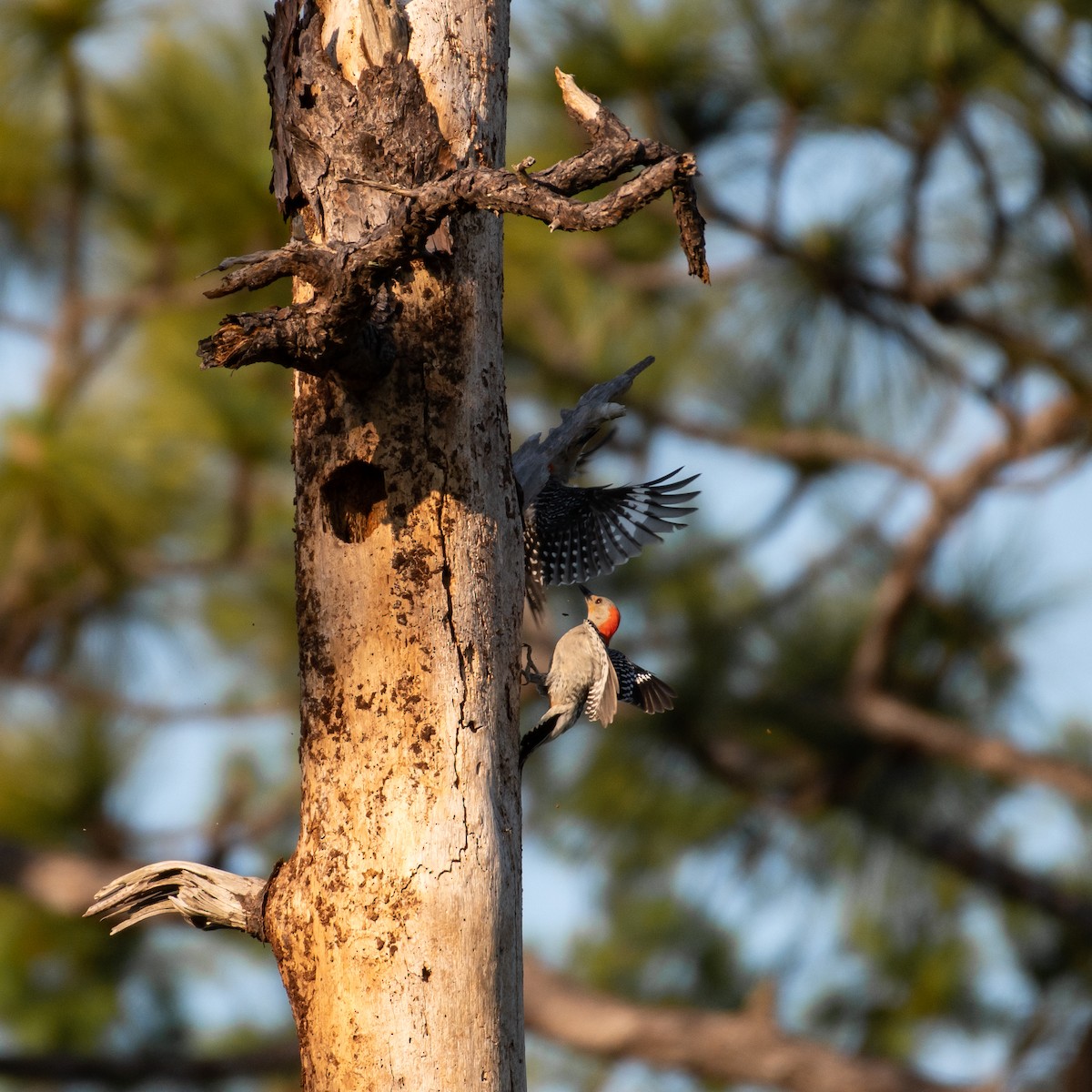 Red-bellied Woodpecker - Heather Martin