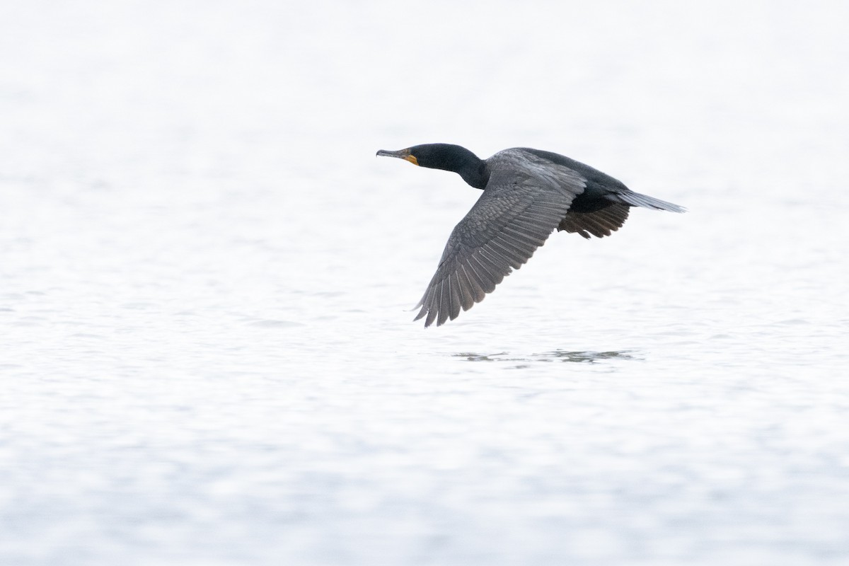 Cormoran à aigrettes - ML455246091