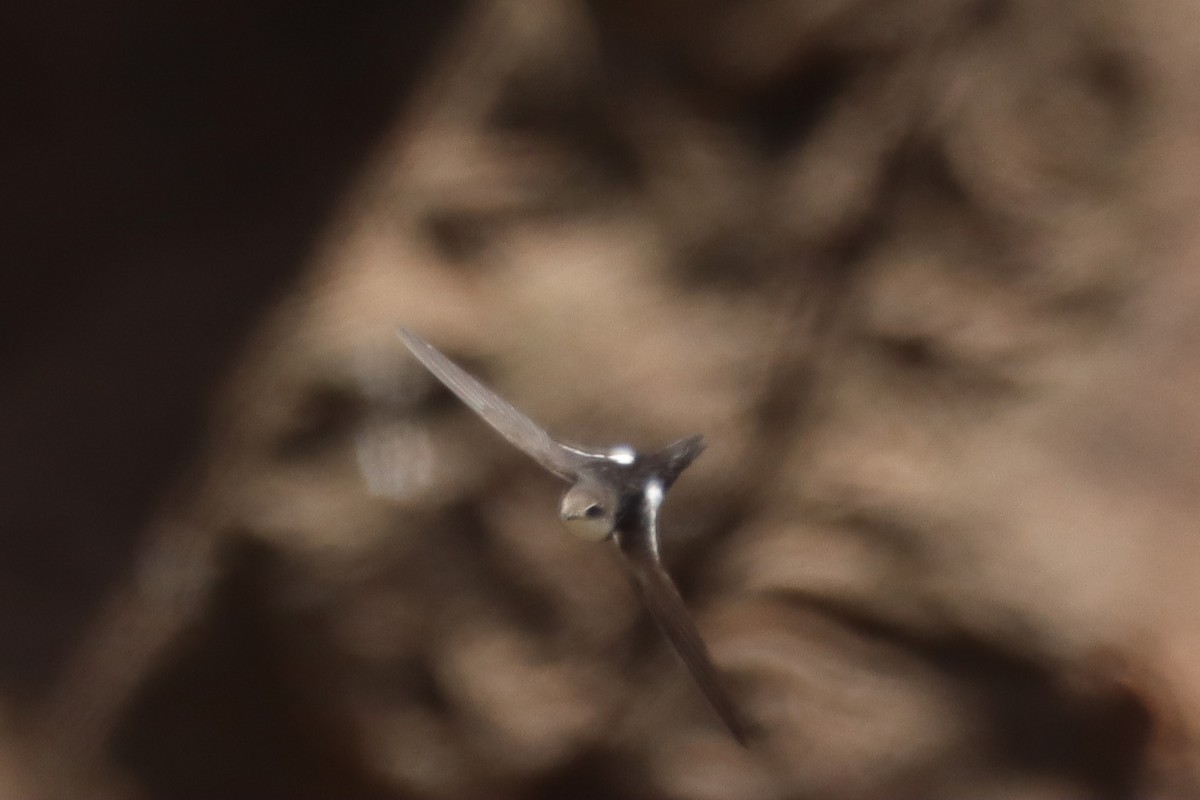 White-throated Swift - Madeline Wainscott