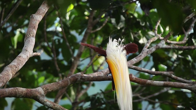 Lesser Bird-of-Paradise - ML455248