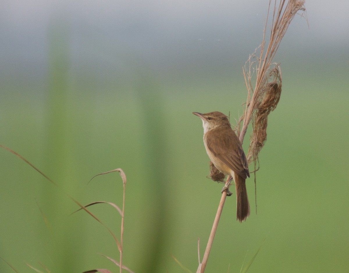 Clamorous Reed Warbler - Matt Brady