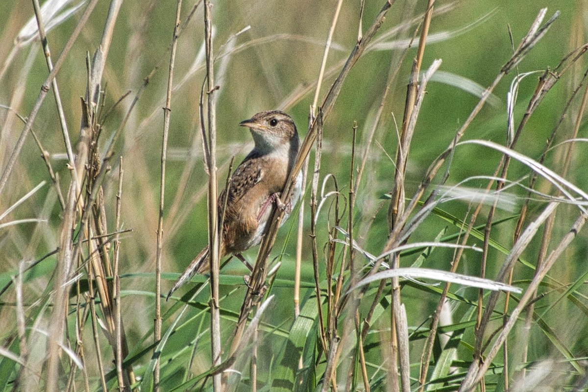 Sedge Wren - ML455249581