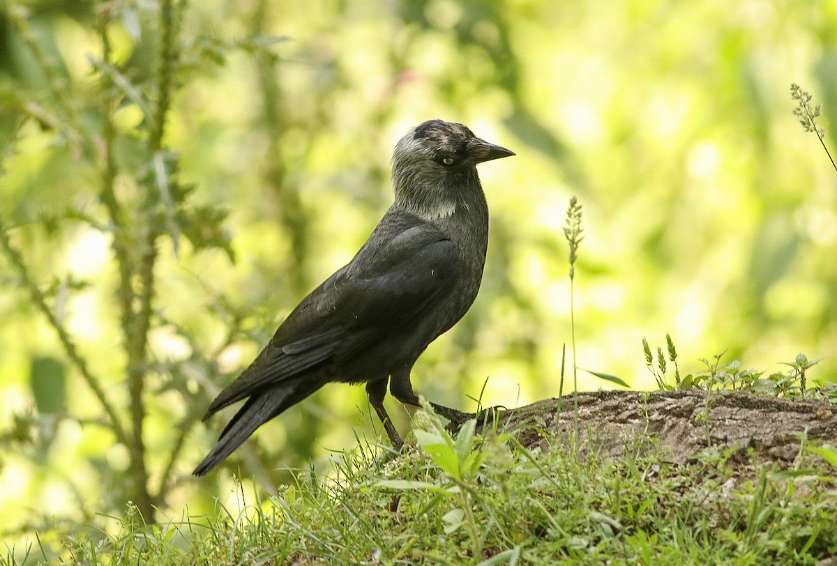 Eurasian Jackdaw - ML455249611