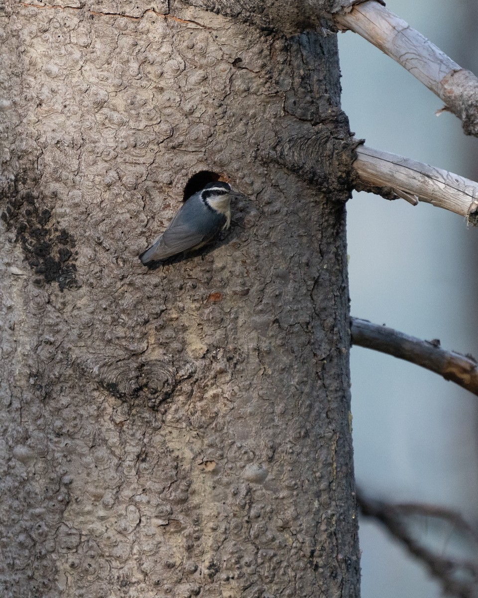 Red-breasted Nuthatch - ML455249981