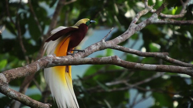 Lesser Bird-of-Paradise - ML455250