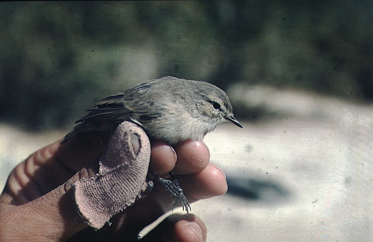 Plain Leaf Warbler - ML455250481