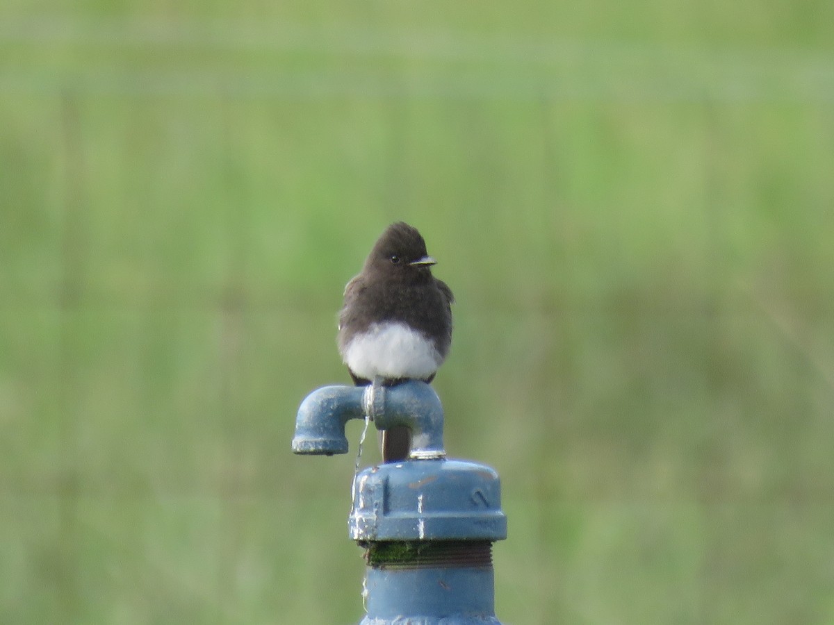 Black Phoebe - ML455251221