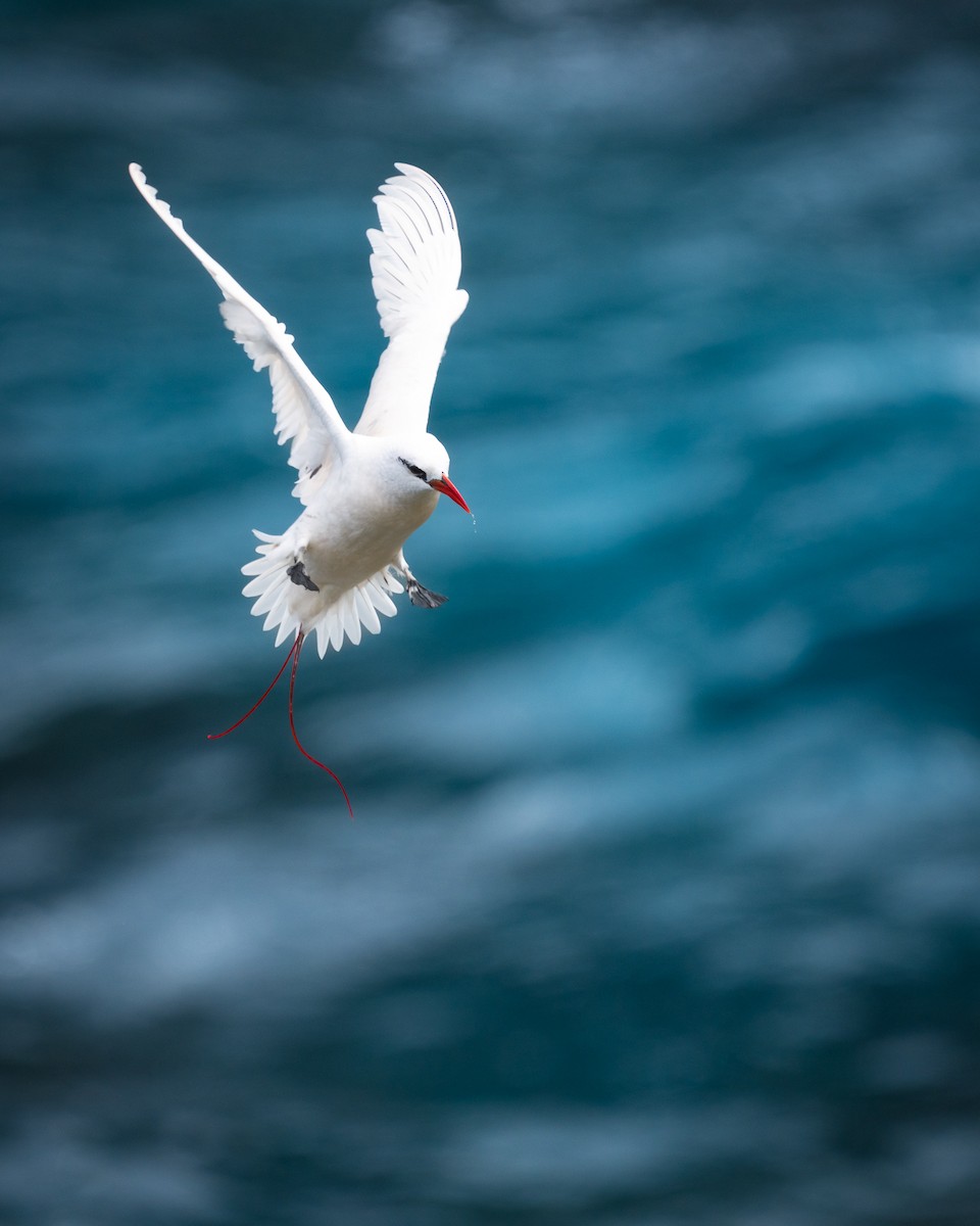 Red-tailed Tropicbird - ML455251501