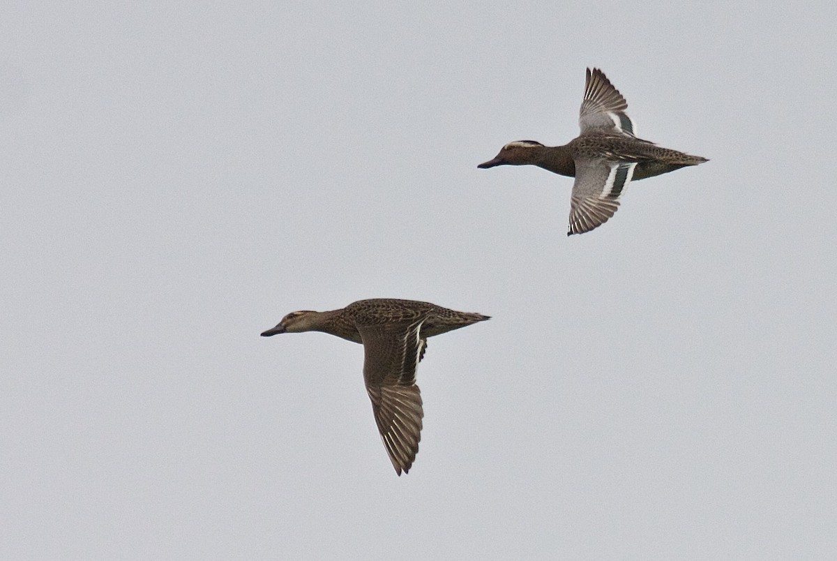 Garganey - ML45525161