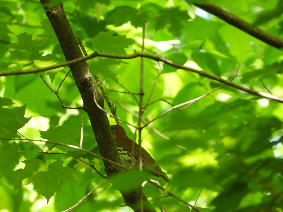 Дрізд лісовий - ML455252151