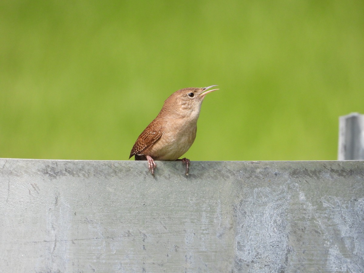 Northern House Wren - ML455252451