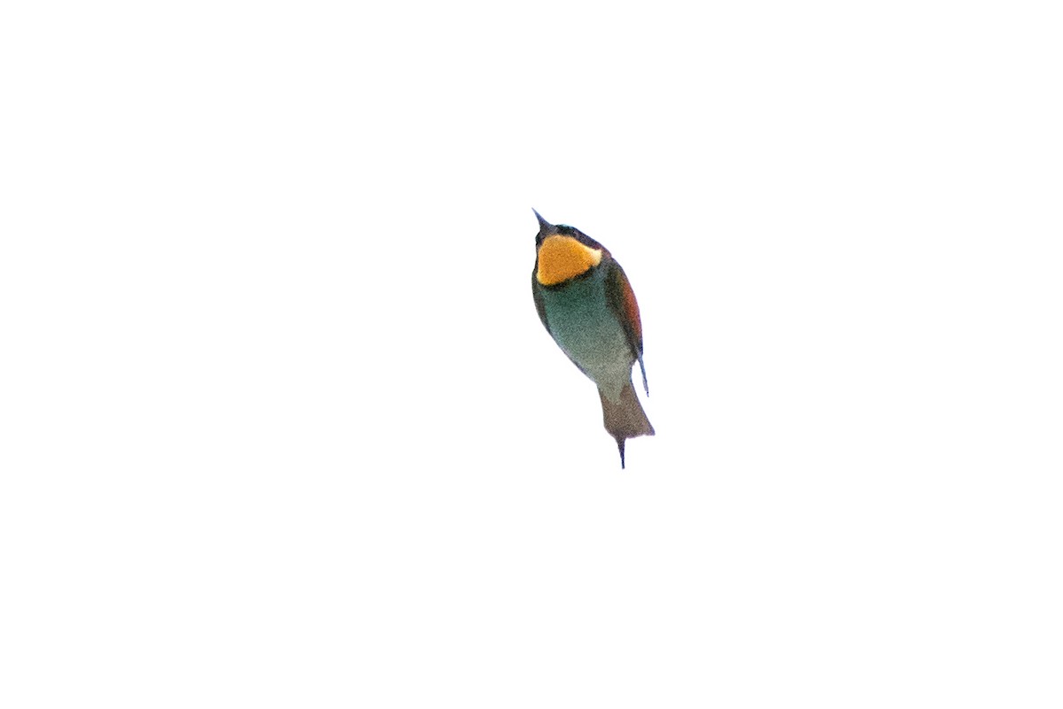 European Bee-eater - ML455252711