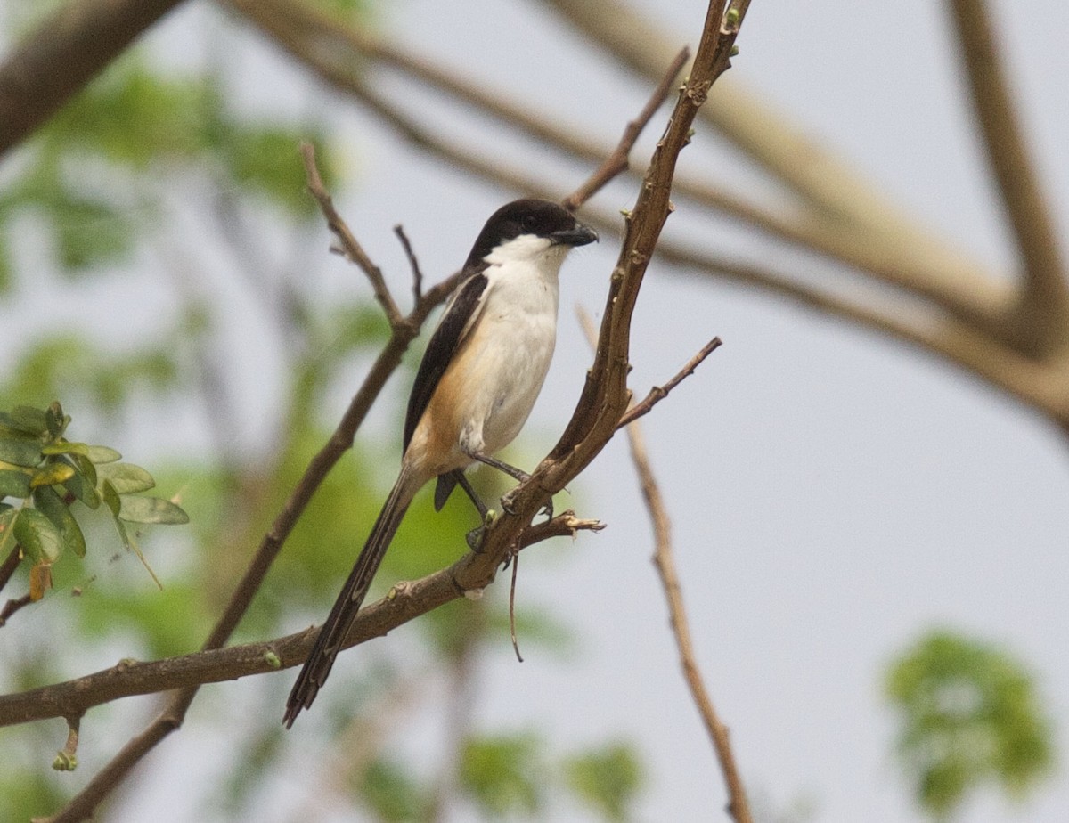 Long-tailed Shrike - ML45525321