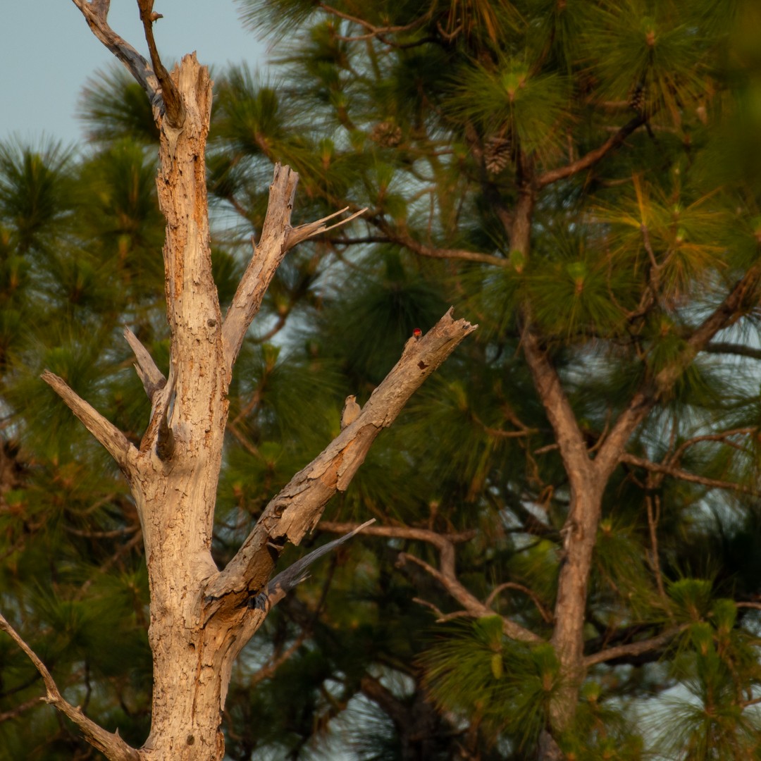 Red-bellied Woodpecker - Heather Martin