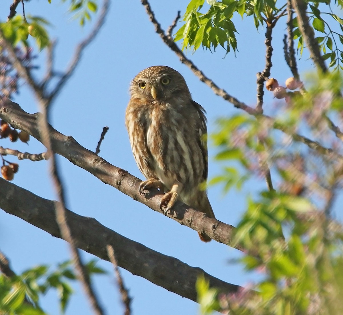 Ferruginous Pygmy-Owl - ML455254931
