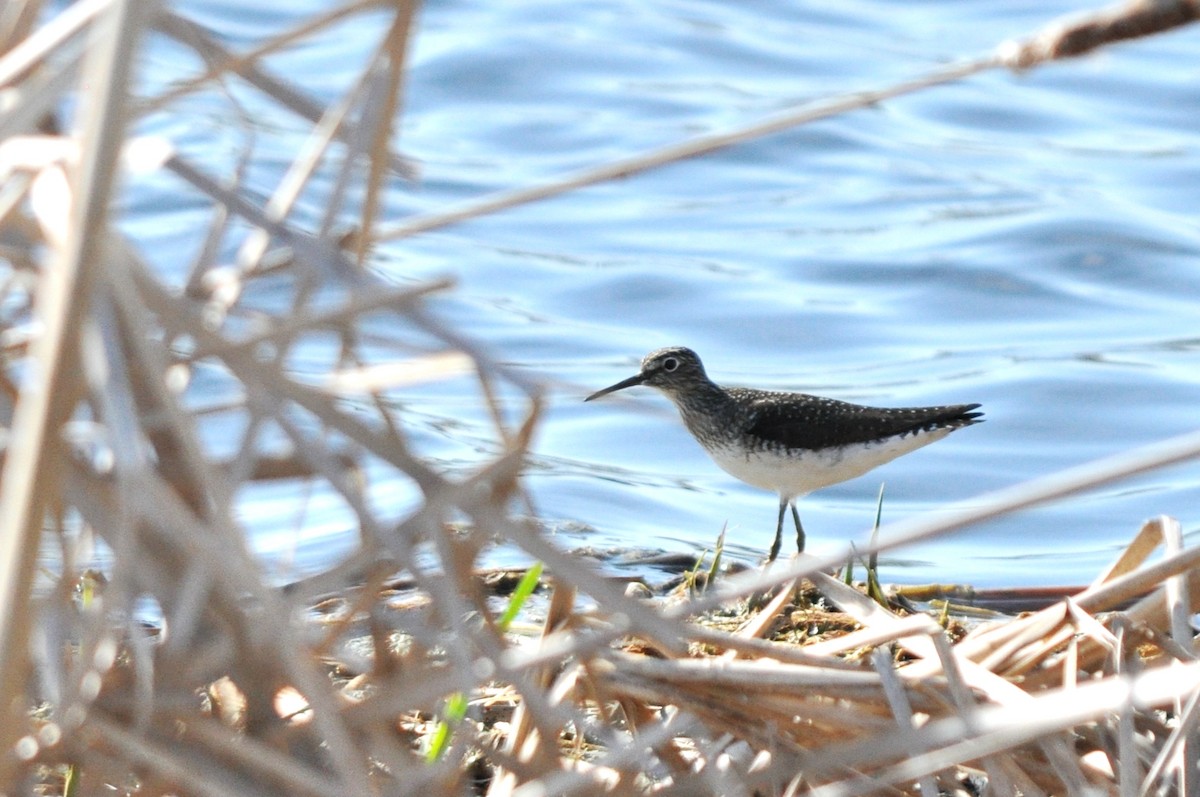 Solitary Sandpiper - ML455255131