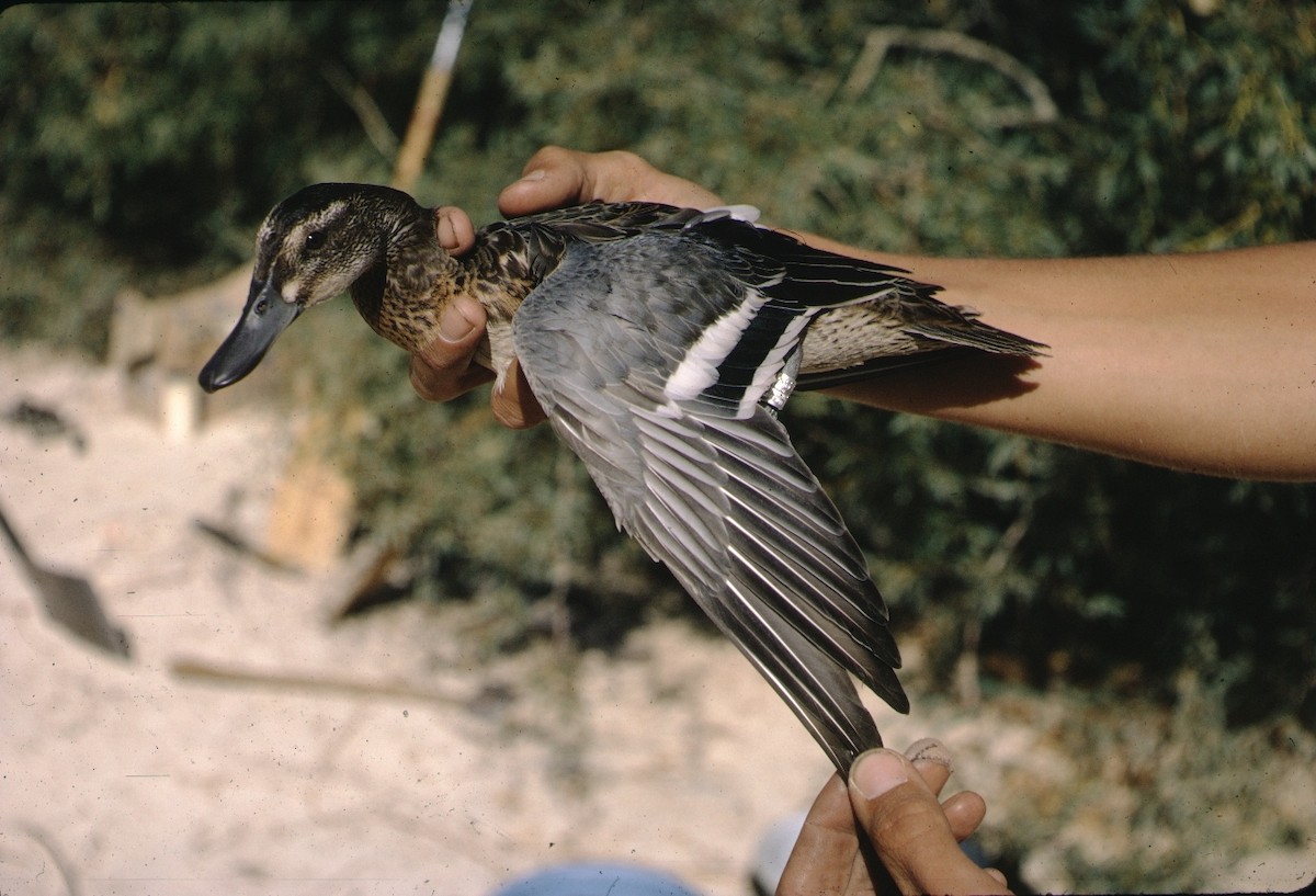 Garganey - ML455255161