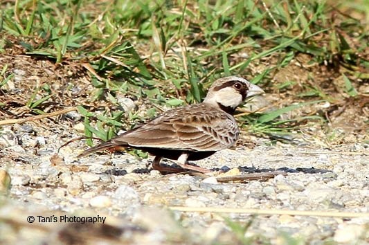 Ashy-crowned Sparrow-Lark - ML455255451
