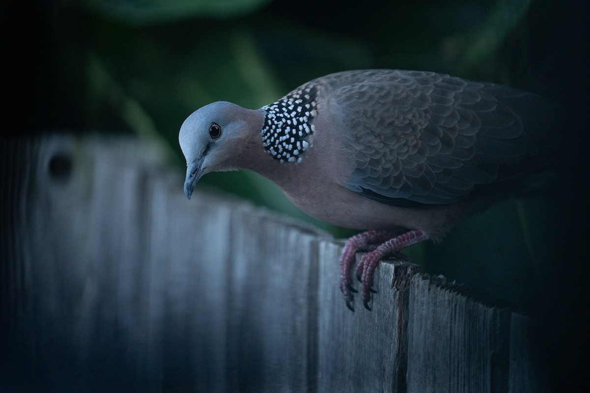 Spotted Dove - Elliott Bury