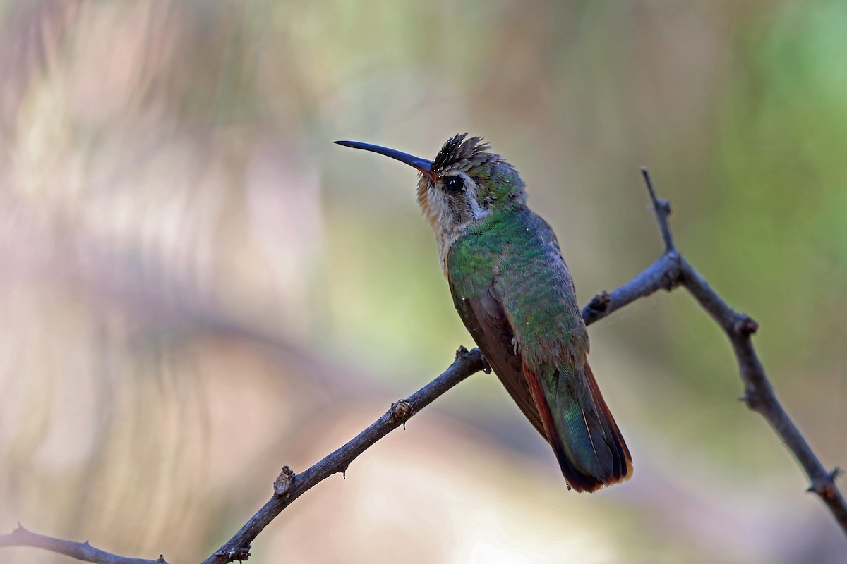 Xantus's Hummingbird - ML45525571