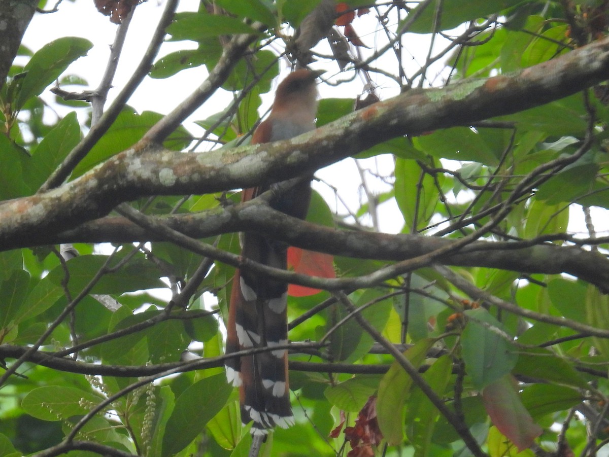Squirrel Cuckoo (West Mexico) - ML455256061