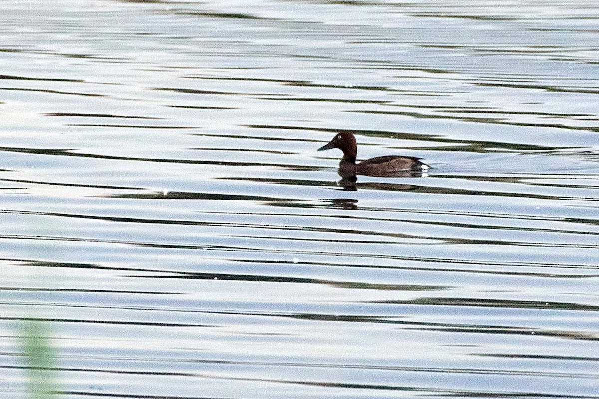 Porrón Pardo - ML455256551