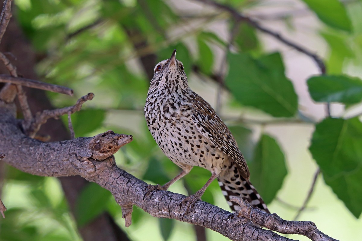 Cactus Wren - ML45525721