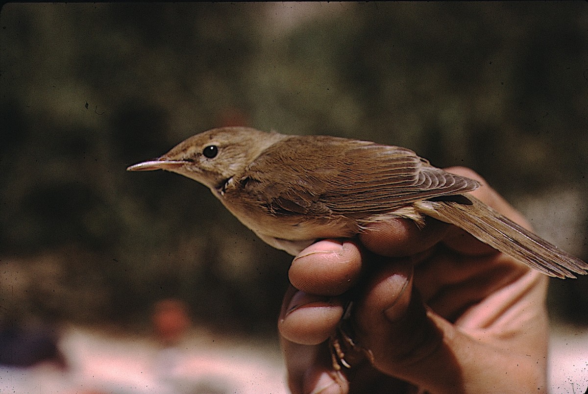 Blyth's Reed Warbler - ML455258021