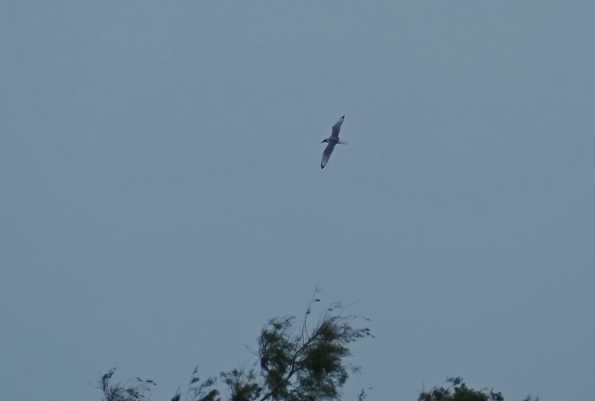 Pallas's Gull - ML455258331