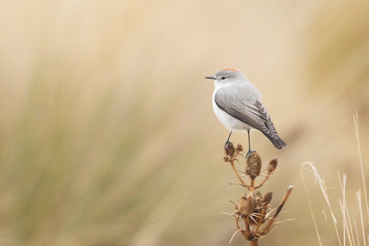 Rufous-naped Ground-Tyrant - ML455259611