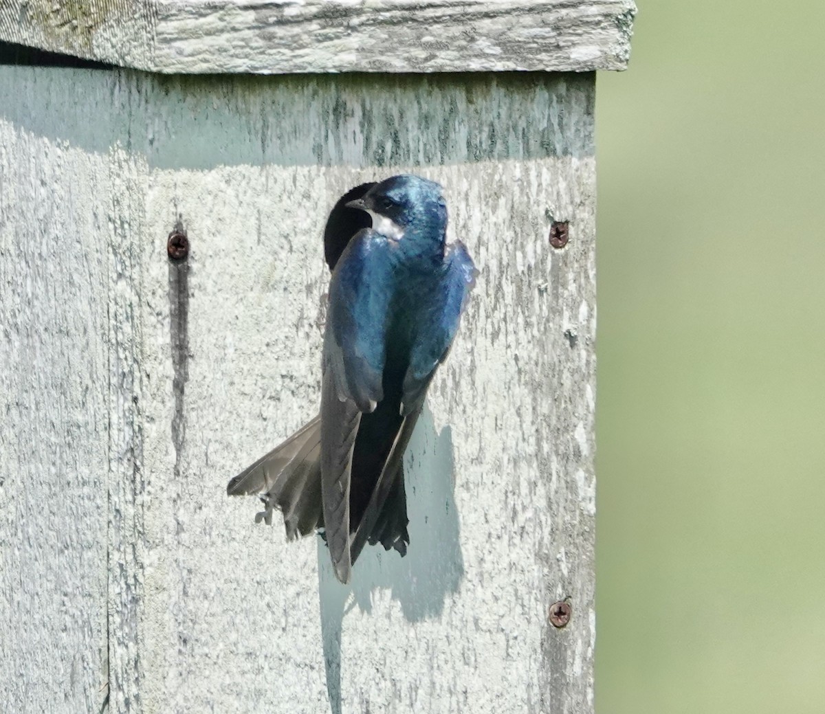 Tree Swallow - ML455259961