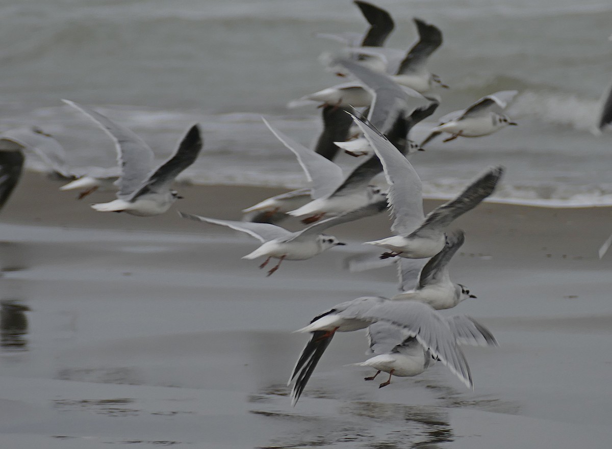 Little Gull - ML455262531