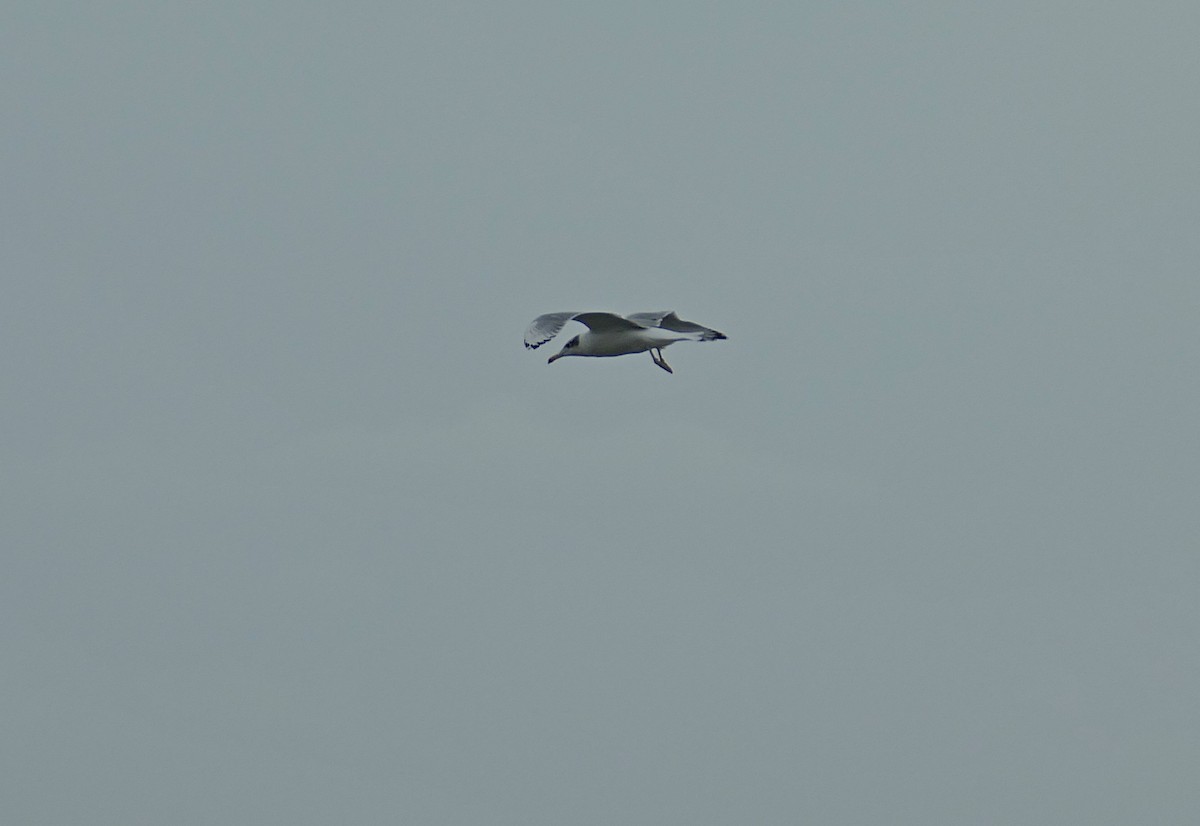 Pallas's Gull - ML455262581