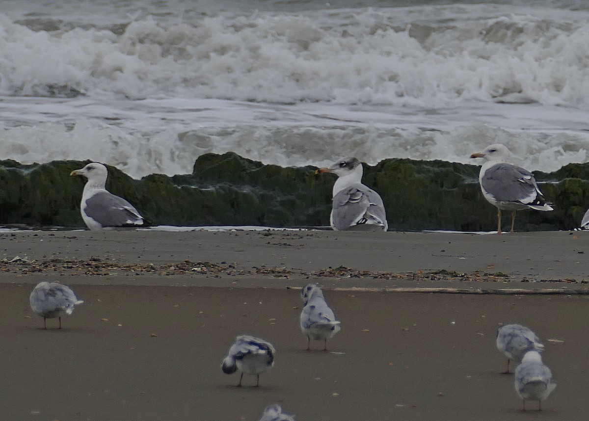 Pallas's Gull - ML455262591