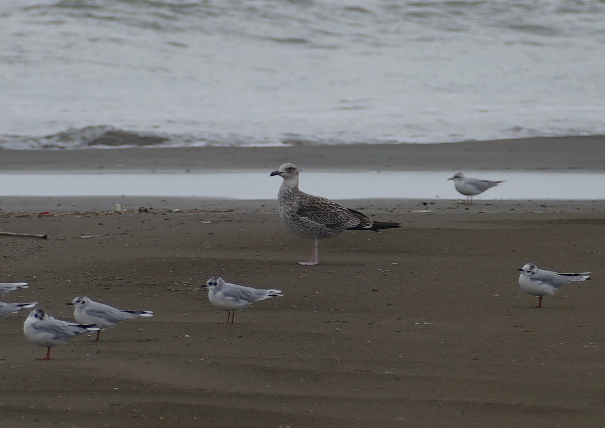 Gaviota Sombría (heuglini) - ML455262621