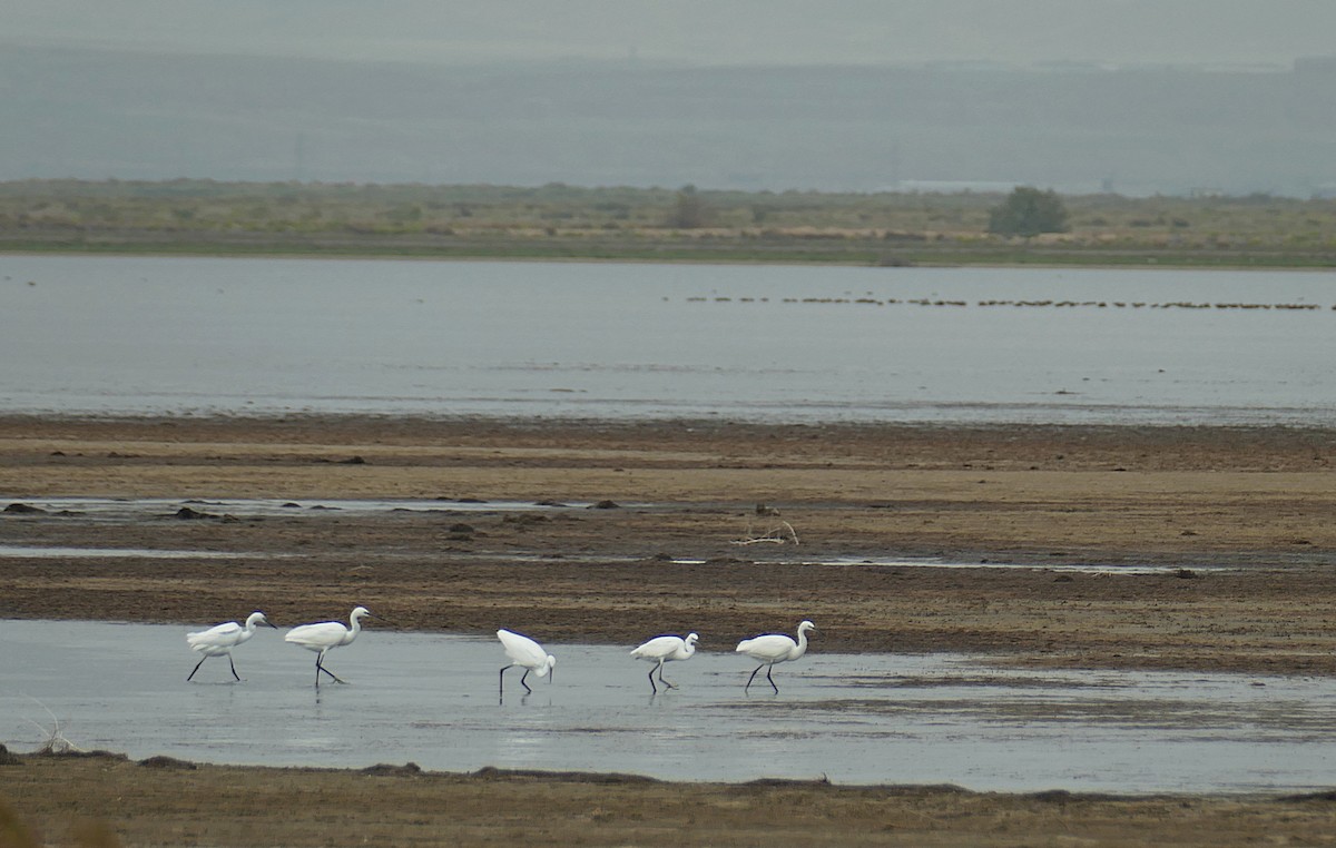 Хурган дэглий - ML455262791