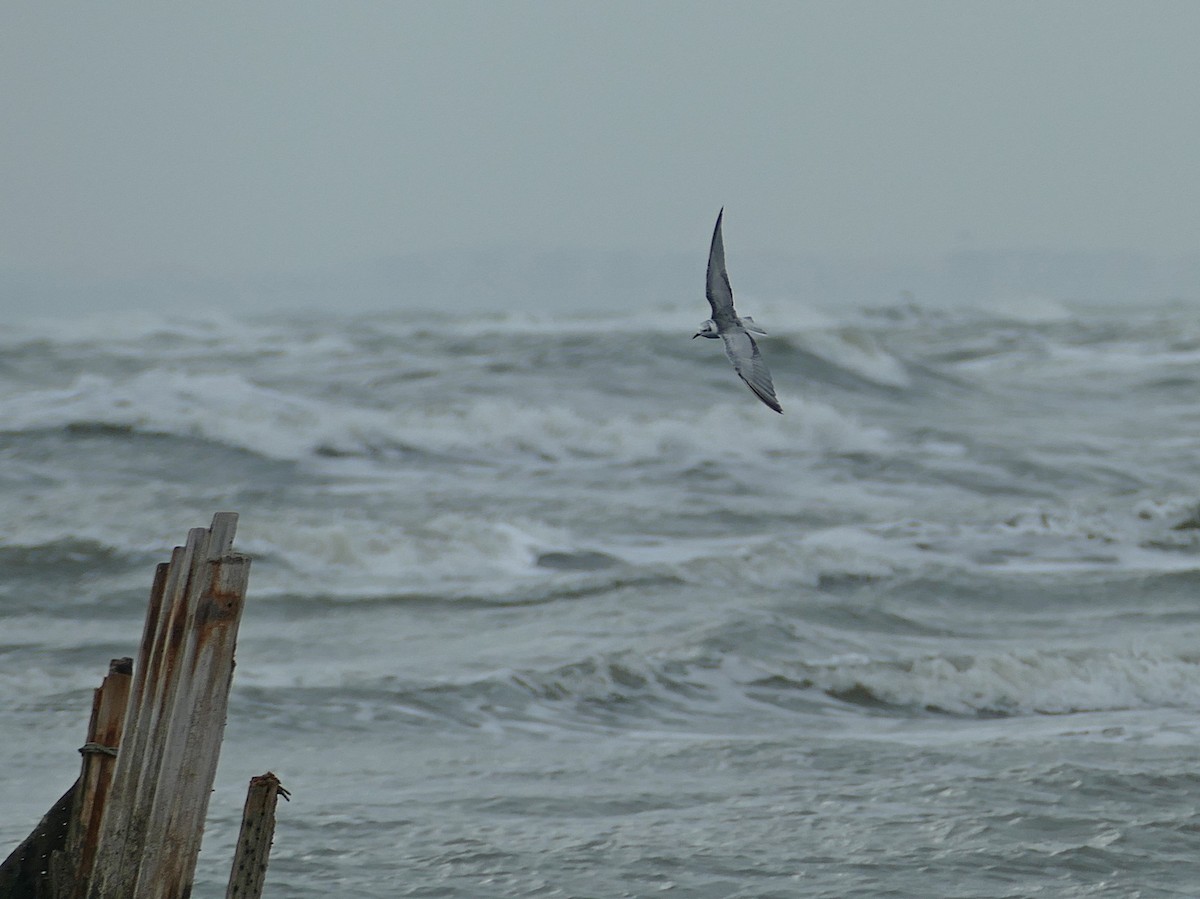 Буурал хараалай - ML455264161