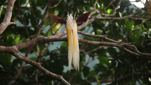 Lesser Bird-of-Paradise - ML455265