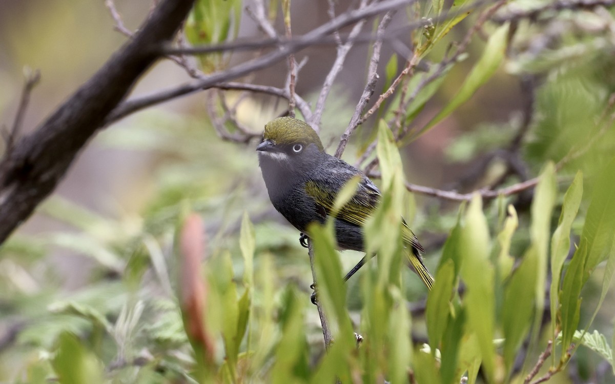 Slaty Vireo - ML455265381